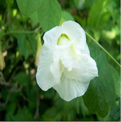 plantsworld Clitoria ternatea, Koyala, Aparajitha, Blue Pea Flower Seed(10 per packet)