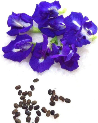 Pioneer Natural Clitoria ternatea Seed(100 per packet)