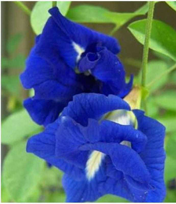 Pioneer Natural Clitoria ternatea Seed(200 per packet)