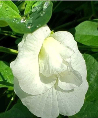 Pioneer Natural Clitoria ternatea Seed(100 per packet)