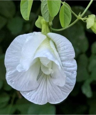 Pioneer Natural Aparajita, Butterfly Pea, Clitoria ternatea White Double Petal Flower Seed(50 per packet)