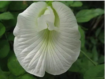 plantsworld Aparajitha, Butterfly Pea, Clitoria ternatea, Gokarni Flower Seed(10 per packet)