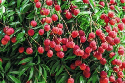 V Seed Kasba Litchi Seed Seed(7 per packet)