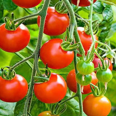 Kenware Tomato Seed(25 per packet)