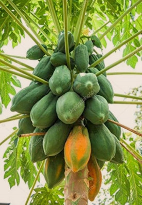 Wellspring PAPAYA (PAPITA) SEED BEST QUALITY HYBRID FRUIT SEED PRODUCER CHOICE FOR YOUR HOME GARDENING HYBRID F1 SEEDS OF GOOD QUALITY ORGANIC FRUIT SEED PACK OF 2 AND HAVE 150 SEEDS IN EACH PACK Seed(150 per packet)