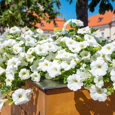 CYBEXIS VVI-21 - Petunia Multiflora White - (60 Seeds) Seed(60 per packet)