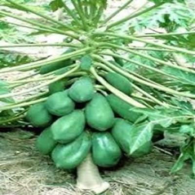 VNR Papaya Seed(35 per packet)