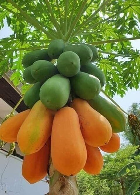 PRADHAM SEEDS Papaya red seeds Seed(100 per packet)