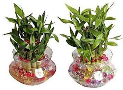 Click to buy Two Layer Bamboo Plant(Hybrid, Pack of 2)