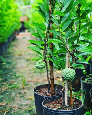 Greenery Nursery Custard Apple Plant(Hybrid, Pack of 1)