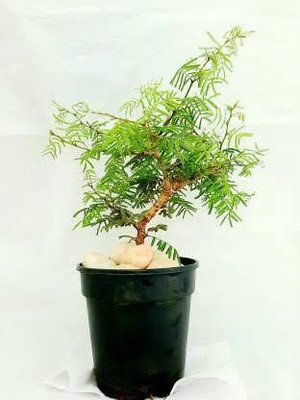 Click to buy Shami/Jand Plant(Pack of 1)