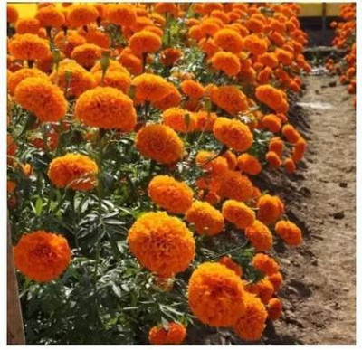 MAA Mairgold Orange Seed(108 per packet)
