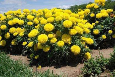 Aro Mari gold yellow Seed(112 per packet)