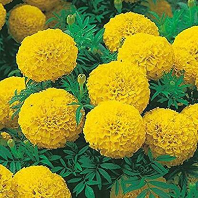 MAA Marigols Yellow Seed(140 per packet)