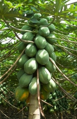 Wellspring PAPAYA (PAPITA) SEED BEST QUALITY HYBRID FRUIT SEED PRODUCER CHOICE FOR YOUR HOME GARDENING HYBRID F1 SEEDS OF GOOD QUALITY ORGANIC FRUIT SEED PACK OF 2 AND HAVE 150 SEEDS IN EACH PACK Seed(150 per packet)