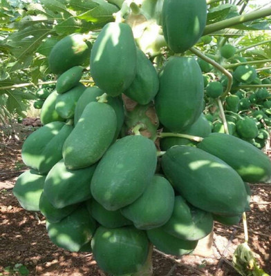 Wellspring Papaya Seed(150 per packet)