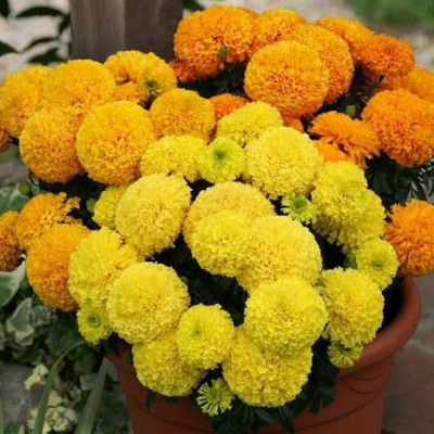 Aro Mari gold yellow Seed(75 per packet)