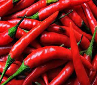 Wellspring CW42 CHILLI (MIRCH OR MIRCHI) SEED BEST QUALITY F1 HYBRID PRODUCER CHOICE SEED FOR YOUR HOME GARDENING. CHILLI IS FROM SOLANACEAE FAMILY AND ITS SCIENTIFIC NAME IS CAPSICUM FRUTESCENS. CHILLI IS A SPICE PLANT PACK OF 1 (15O SEEDS) Seed(150 per packet)
