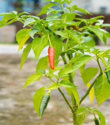 Wellspring CW29 CHILLI (MIRCH OR MIRCHI) SEED BEST QUALITY F1 HYBRID PRODUCER CHOICE SEED FOR YOUR HOME GARDENING. CHILLI IS FROM SOLANACEAE FAMILY AND ITS SCIENTIFIC NAME IS CAPSICUM FRUTESCENS. CHILLI IS A SPICE PLANT PACK OF 1 (15O SEEDS) Seed(150 per packet)