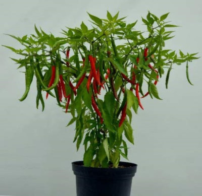 Wellspring CW11 CHILLI (MIRCH OR MIRCHI) SEED BEST QUALITY F1 HYBRID PRODUCER CHOICE SEED FOR YOUR HOME GARDENING. CHILLI IS FROM SOLANACEAE FAMILY AND ITS SCIENTIFIC NAME IS CAPSICUM FRUTESCENS. CHILLI IS A SPICE PLANT PACK OF 1 (15O SEEDS) Seed(150 per packet)