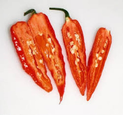 Wellspring CW31 CHILLI (MIRCH OR MIRCHI) SEED BEST QUALITY F1 HYBRID PRODUCER CHOICE SEED FOR YOUR HOME GARDENING. CHILLI IS FROM SOLANACEAE FAMILY AND ITS SCIENTIFIC NAME IS CAPSICUM FRUTESCENS. CHILLI IS A SPICE PLANT PACK OF 1 (15O SEEDS) Seed(150 per packet)