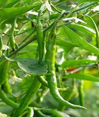 Wellspring CW12 CHILLI (MIRCH OR MIRCHI) SEED BEST QUALITY F1 HYBRID PRODUCER CHOICE SEED FOR YOUR HOME GARDENING. CHILLI IS FROM SOLANACEAE FAMILY AND ITS SCIENTIFIC NAME IS CAPSICUM FRUTESCENS. CHILLI IS A SPICE PLANT PACK OF 1 (15O SEEDS) Seed(150 per packet)