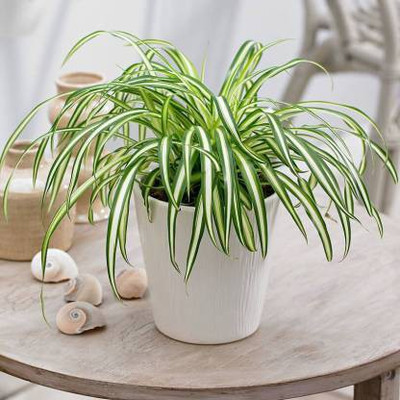 GreenyOn Spider Plant(Hybrid, Pack of 1)