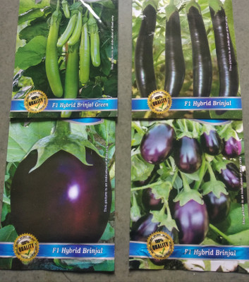 GRAH PRAVESH brinjal,, began Seed(50 per packet)