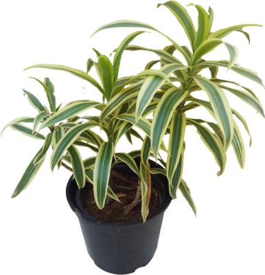 go4plants Song Of India Plant(Hybrid, Pack of 1)