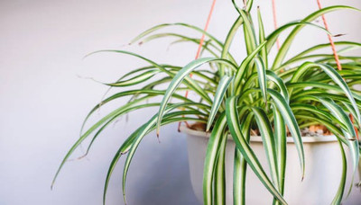 EliteGreen Spider Plant(Hybrid, Pack of 1)