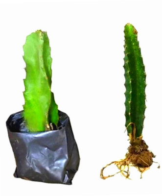 My Dream Nursery Dragon Tree(Hybrid, Pack of 1)