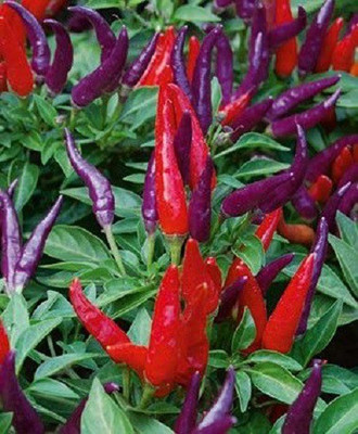 V Seed Chilli Seed(95 per packet)