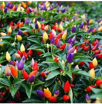 V Seed Dwarf Medusa Ornamental Chilli Seed Seed(65 per packet)