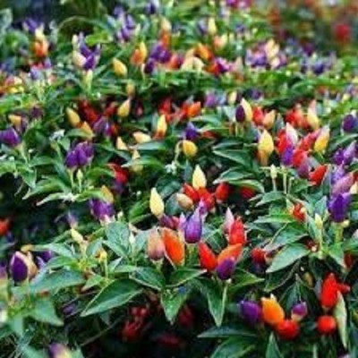 V Seed Chilli Seed(450 per packet)