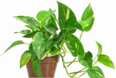 Green view Garden Money Plant(Hybrid, Pack of 1)