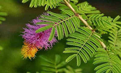V Seed Shami Prosopis Tree Seed Seed(20 per packet)