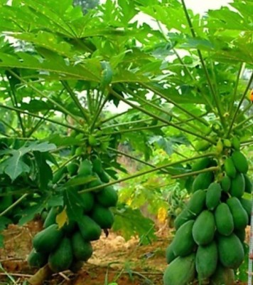 My Dream Nursery Papaya Plant(Hybrid, Pack of 1)