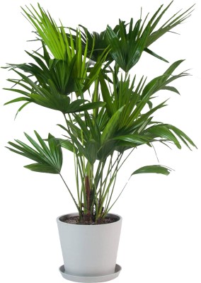 go4plants China Palm Plant(Hybrid, Pack of 1)