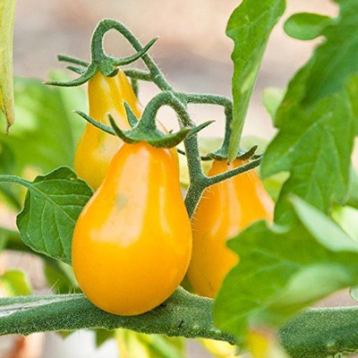 XOLDA Tomato Yellow Grape Seed(25 per packet)