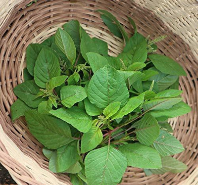Aywal Amaranthus Leaf Cholai Green Saag Seed(950 per packet)