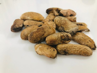 NaturePlanet AAM GUTHLI - MANGO SEED KERNEL - AAM GUTHALI - MANGIFERA INDICA Seed Seed(100 g)