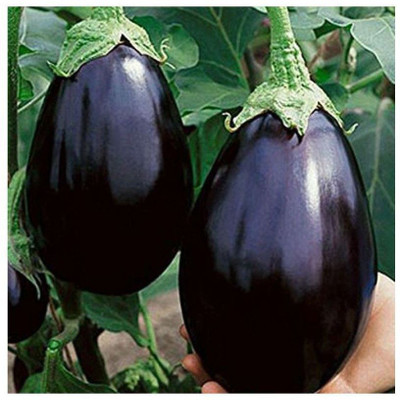 Avysa Brinjal Seed(250 per packet)