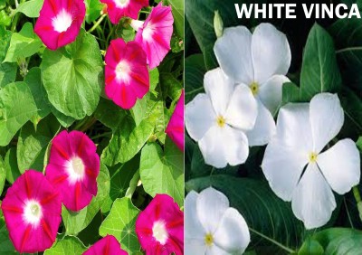 Antier Ipomea Scarlet O'Hara and White Vinca Seed (Pack Of 25 Seed * 2 Per Packet) Seed(50 per packet)