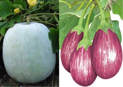 Antier Ash Gourd Mithai Petha and F1 Hybrid Brinjal MK 24 Seed (Pack of 30 Seed Ash Gourd Mithai Petha+ 30 Seed F1 Hybrid Brinjal MK 24 Seed Seed(60 per packet)