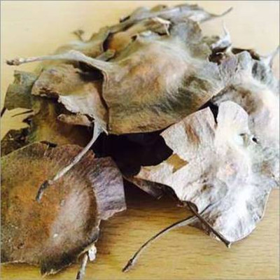 Ravel Red sandal Seed(300 per packet)