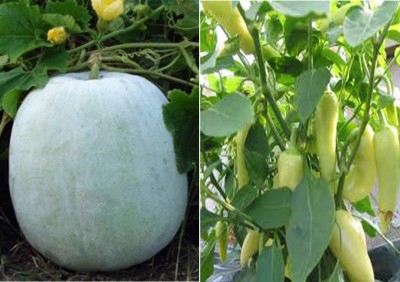 Antier Ash Gourd Mithai Petha and Chilli Pepper Santa FE Grande (Hybrid) Seed (Pack of 30 Seed Ash Gourd Mithai Petha+ 30 Seed Chilli Pepper Santa FE Grande (Hybrid) Seed Seed(40 per packet)