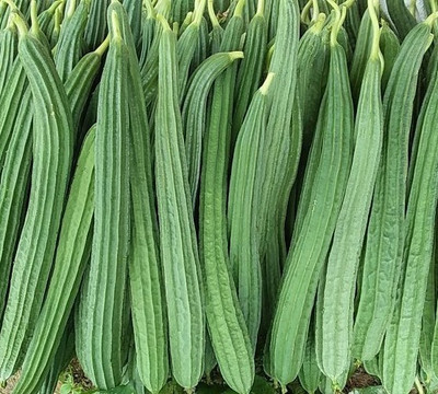 XOLDAA FI QUALITY RIDGE GOURD Seed(22 per packet)