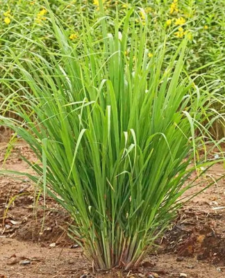 Paudha Lemon Grass Seed(55 per packet)
