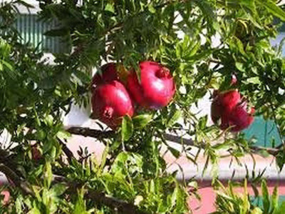 KANAYA Anar Fruit Seed(44 per packet)