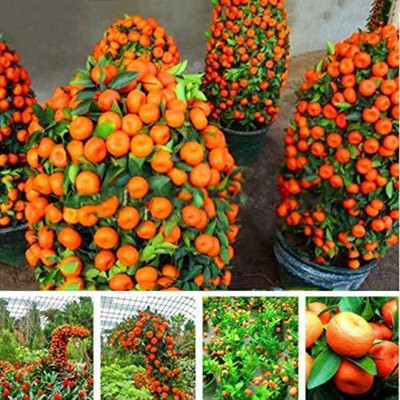 Aywal Orange Fruit Hybrid Seed(41 per packet)